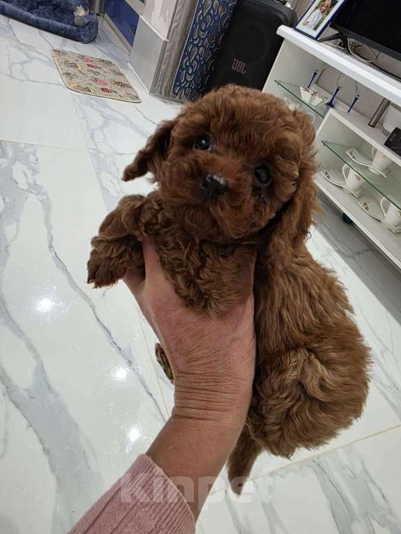 Собаки в Москве: Девочка той пудель ред браун Девочка, Бесплатно - фото 1