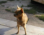 Собаки в Набережных Челнах: Вязка, 5 000 руб. - фото 5