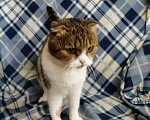 Кошки в Серафимовиче: Девочка.Шотландская вислоухая. Девочка, Бесплатно - фото 3