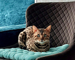Кошки в Карачеве: Бенгал котята, 45 000 руб. - фото 6