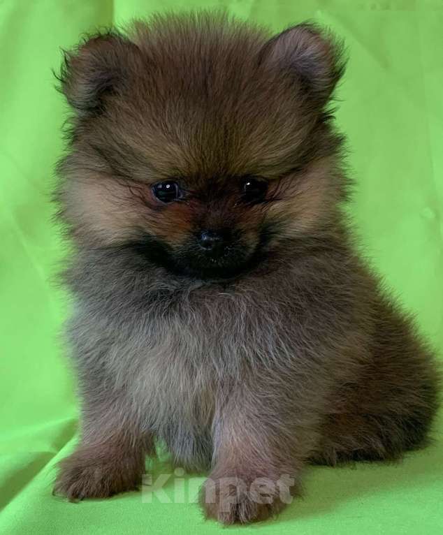 Собаки в Санкт-Петербурге: Девочка шпицуля Девочка, 35 000 руб. - фото 1