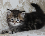 Кошки в Медвежьегорске: LUKA ANGELUR*RU Мальчик, 50 000 руб. - фото 1