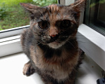 Кошки в Жуковском: Котята в добрые руки Девочка, Бесплатно - фото 7