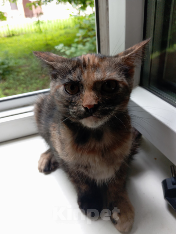 Кошки в Жуковском: Котята в добрые руки Девочка, Бесплатно - фото 7
