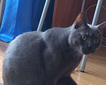 Кошки в Балашихе: Потерялся котик Балашиха м-н Железнодорожный Мальчик, 5 руб. - фото 3