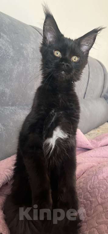 Кошки в Санкт-Петербурге: Баунти Девочка, 15 000 руб. - фото 1