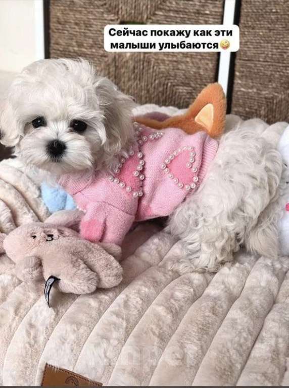 Собаки в Ставрополе: Продается(мальчик) Мальтийской болонки Мальчик, Бесплатно - фото 5