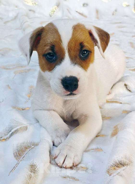 Собаки в других городах Московской области: Мальчик Парсон Рассел терьера Мальчик, 45 000 руб. - фото 3