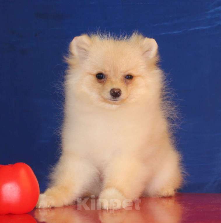 Собаки в Москве: померанский шпиц щенки мини и микро, 25 000 руб. - фото 3