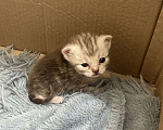 Кошки в Чебоксарах: Котята  Девочка, 4 500 руб. - фото 6