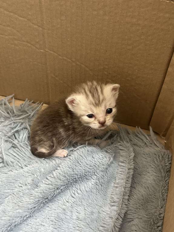 Кошки в Чебоксарах: Котята  Девочка, 4 500 руб. - фото 6