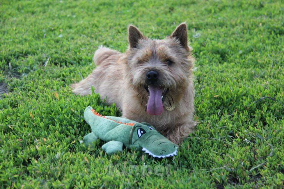 Собаки в Новосибирске: Вязка Мальчик, Бесплатно - фото 5