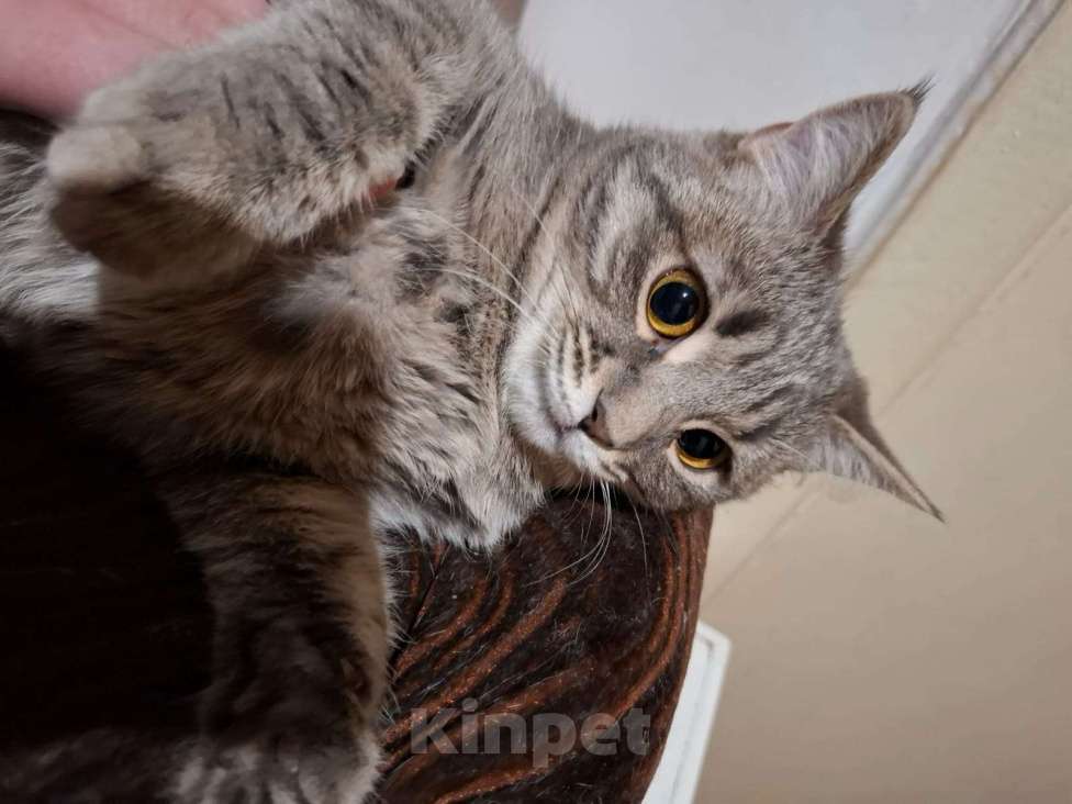 Кошки в Краснодаре: Котенок шотландской прямоухой кошки 7 мес Девочка, Бесплатно - фото 3