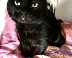 Кошки в Москве: Чёрный британский кот Бегемот Мальчик, Бесплатно - фото 5
