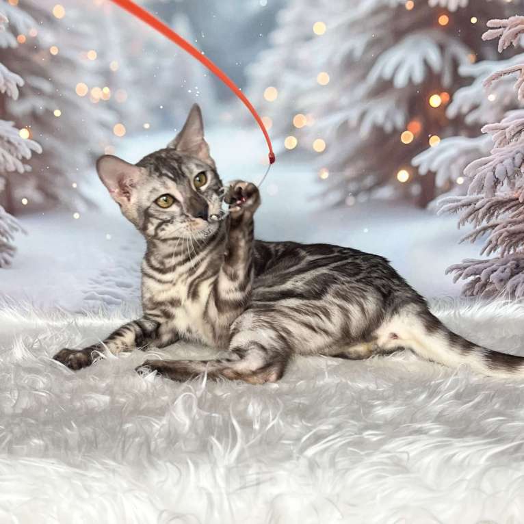 Кошки в Москве: Бенгальский котёнок серебро уголь Мальчик, Бесплатно - фото 3