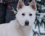 Собаки в Санкт-Петербурге: Красавица Белла из приюта Девочка, Бесплатно - фото 7