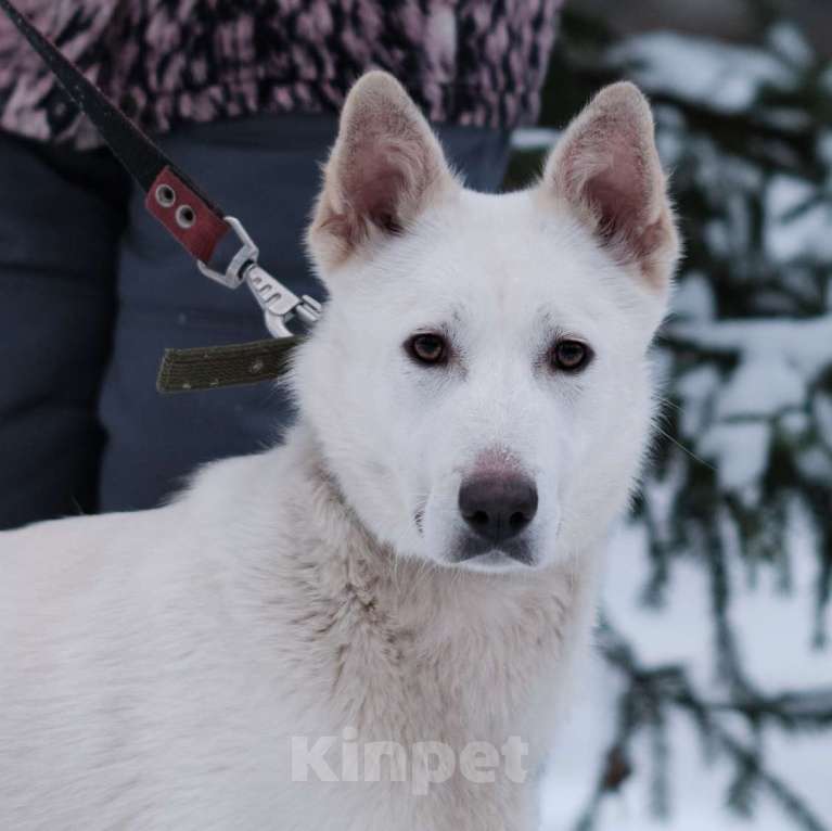 Собаки в Санкт-Петербурге: Красавица Белла из приюта Девочка, Бесплатно - фото 7