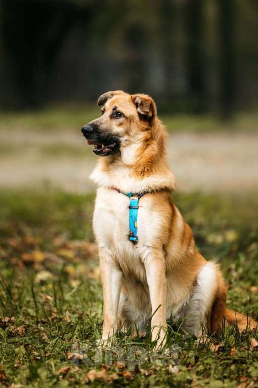 Собаки в Москве: Собака в добрые руки бесплатно Москва Мальчик, Бесплатно - фото 4