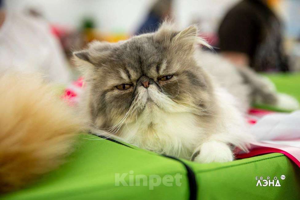 Кошки в Москве: Титулованый перс экзот Мальчик, 99 999 руб. - фото 2