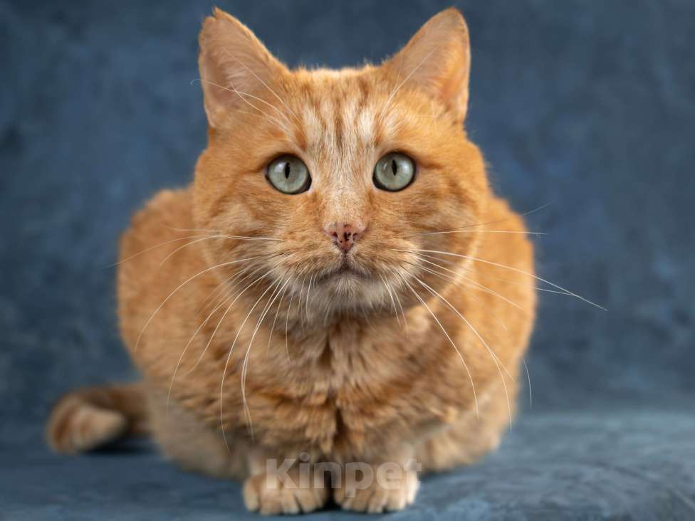 Кошки в Москве: Яша Солнышко Мальчик, Бесплатно - фото 3