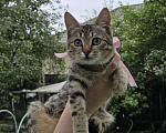 Кошки в Москве: Отдам котенка Девочка, Бесплатно - фото 5