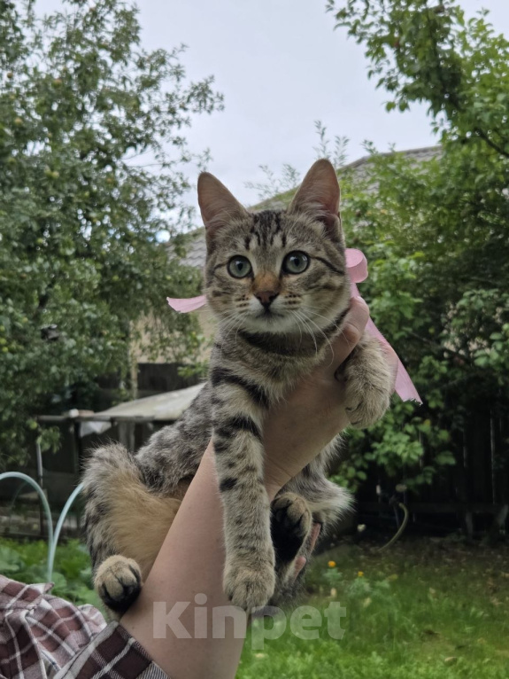 Кошки в Москве: Отдам котенка Девочка, Бесплатно - фото 5