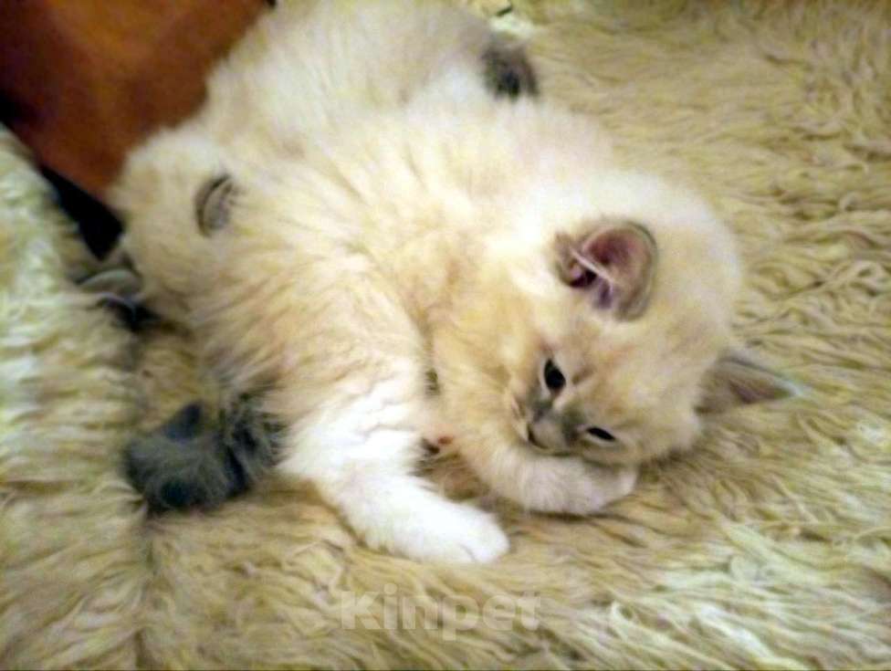 Кошки в Химках: Котята к Новому Году Мальчик, 15 000 руб. - фото 9