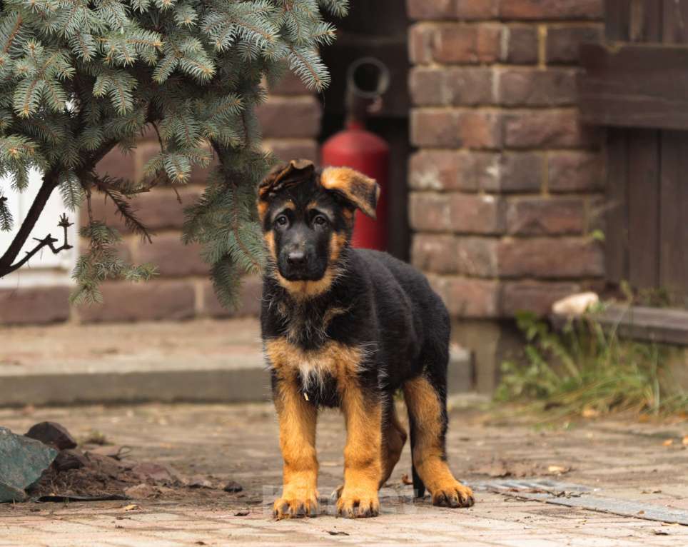 Собаки в Раменском: Перспективный кобель.  Мальчик, 80 000 руб. - фото 4