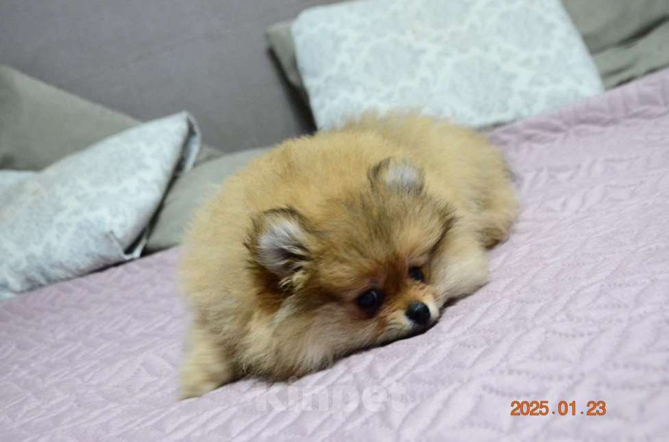 Собаки в Нижнем Новгороде: Девочка породы Померанскиц Шпиц Девочка, 30 000 руб. - фото 2