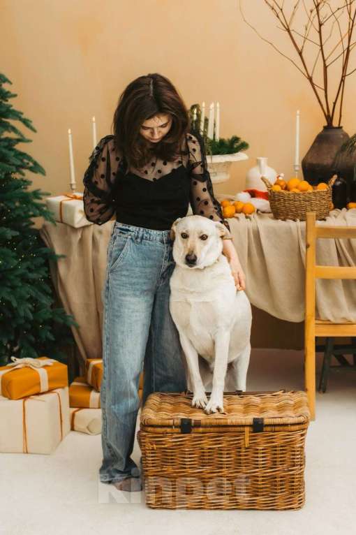 Собаки в Москве: Лабрадуринка Сия ищет дом Девочка, Бесплатно - фото 4