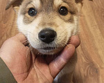 Собаки в Реутове: Умный щенок Флэш в дар Мальчик, 50 руб. - фото 5