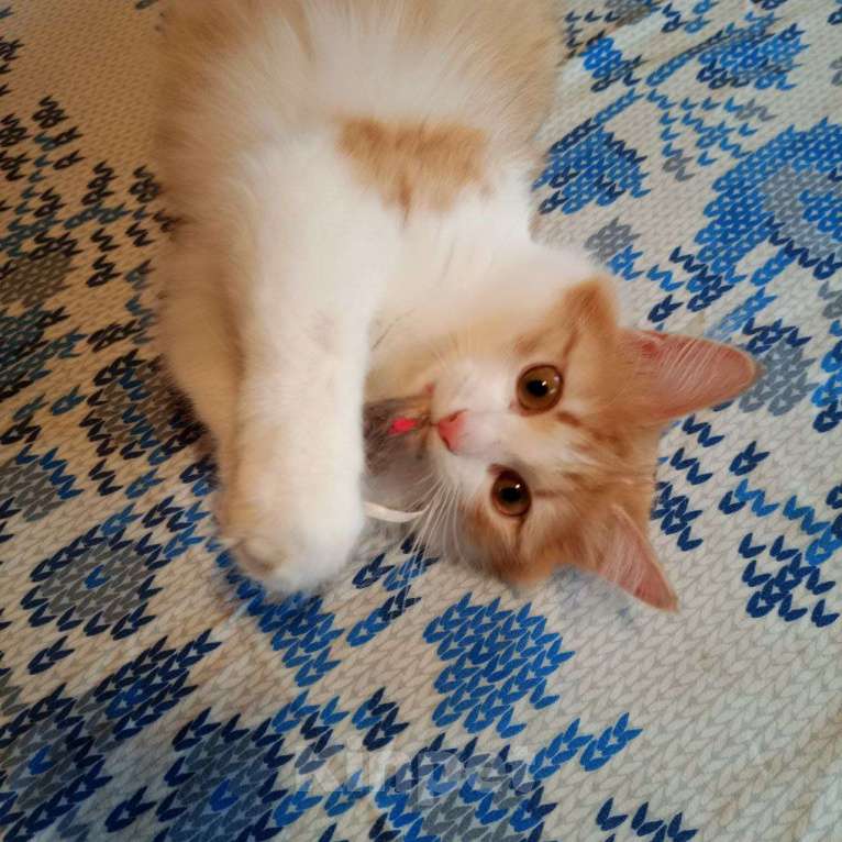 Кошки в Выборге: Молоденькая кошка Молли в добрые руки Девочка, Бесплатно - фото 4