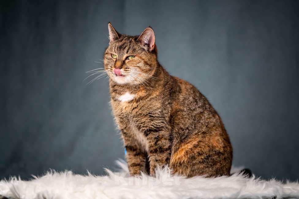 Кошки в Клине: Ласкуша — кошка-обнимашка Девочка, Бесплатно - фото 9