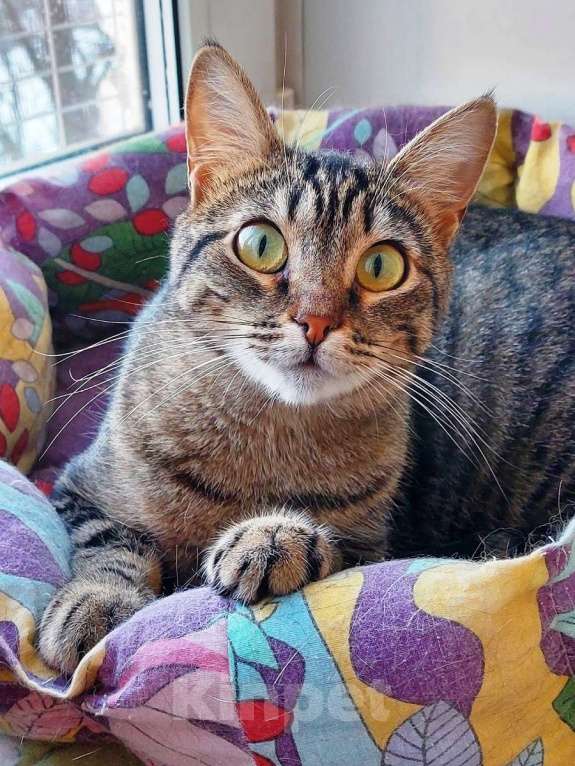 Кошки в Санкт-Петербурге: Красавица Рыся в добрые руки. Девочка, Бесплатно - фото 4