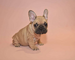 Собаки в Москве: Девочка французского бульдога  Девочка, 50 000 руб. - фото 3
