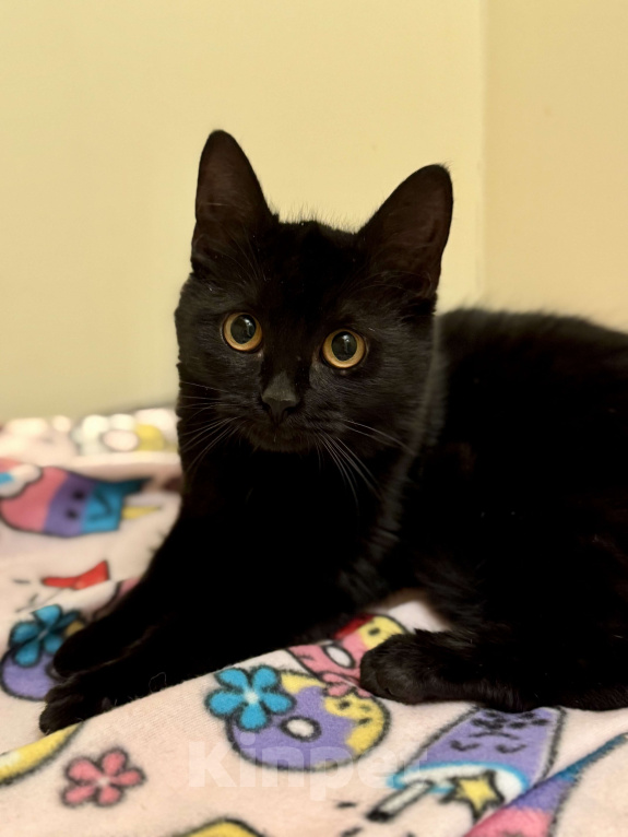 Кошки в Москве: Бриошь в поисках дома Девочка, Бесплатно - фото 4