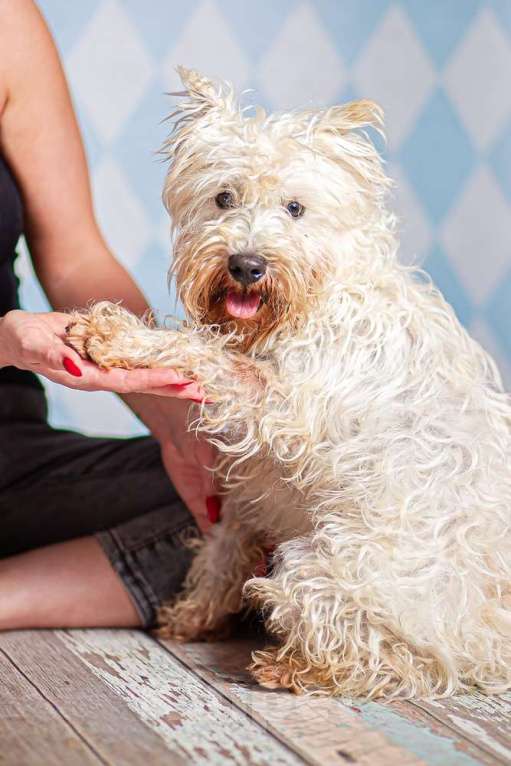 Собаки в Москве: Вест-хайленд-вайт-терьер Бату в добрые руки Мальчик, 1 руб. - фото 4
