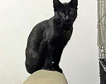 Кошки в Санкт-Петербурге: Красавец Бруно, элегантный черный котенок в добрые руки Мальчик, Бесплатно - фото 2