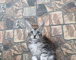 Кошки в Ливны: Мальчик мейн кун Мальчик, 50 000 руб. - фото 1
