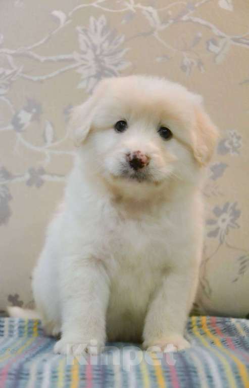 Собаки в Москве: Белая Швейцарская Овчарка щенок  Мальчик, 5 000 руб. - фото 8