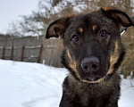 Собаки в Санкт-Петербурге: Компаньон и охранник Дени Мальчик, Бесплатно - фото 3