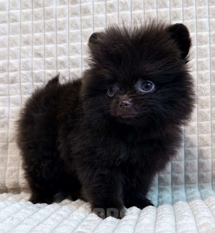 Собаки в Петрозаводске: Щенки шпица Разнополые, 30 000 руб. - фото 3