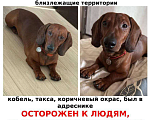 Собаки в других городах Владимирской области: Потерялась такса Мальчик, Бесплатно - фото 1