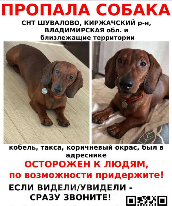 Собаки в других городах Владимирской области: Потерялась такса Мальчик, Бесплатно - фото 1