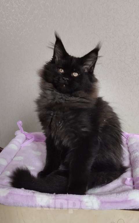 Кошки в Казани: Котик Мейн кун Мальчик, 55 000 руб. - фото 3