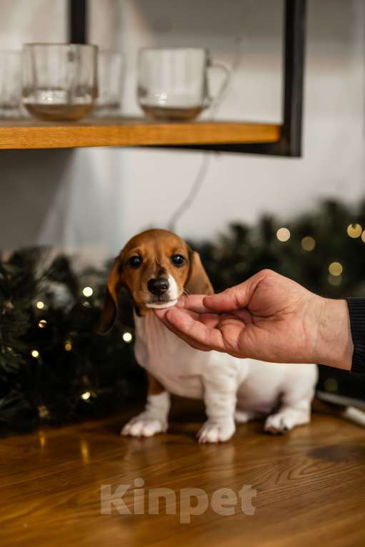 Собаки в других городах Московской области: Кроличья такса, пайнболд, Американский окрас Девочка, 220 000 руб. - фото 2