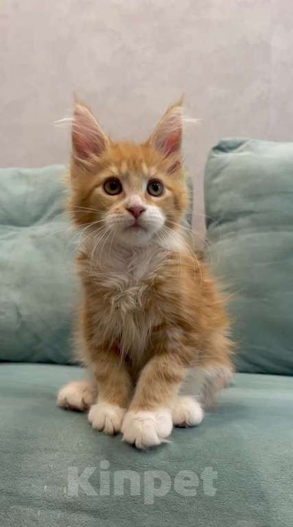 Кошки в Иркутске: Кошечка породы мейн-кун Девочка, 30 000 руб. - фото 5