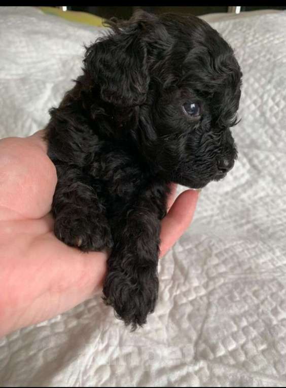 Собаки в Казани: Той-пудель мини (черная девочка) Девочка, 29 000 руб. - фото 2