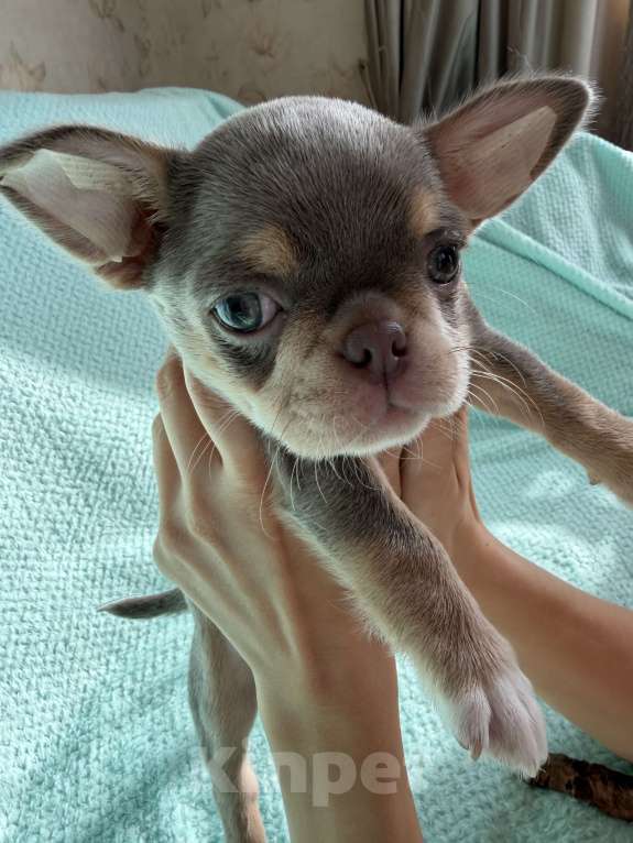 Собаки в Ижевске: Щенок чихуахуа Мальчик, 80 000 руб. - фото 7