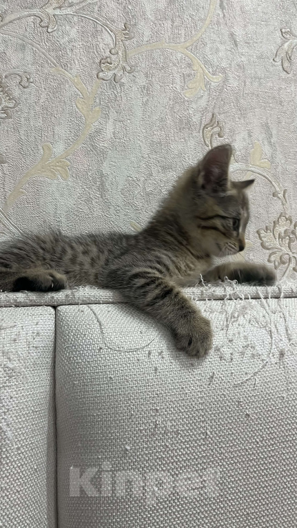 Кошки в Сочи: Котенок в добрые руки Мальчик, Бесплатно - фото 3